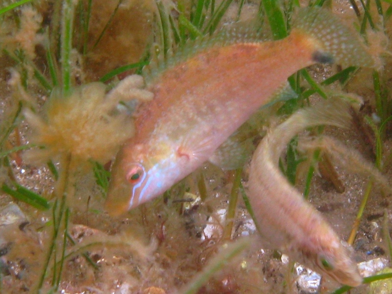 Labride (Symphodus cinereus)